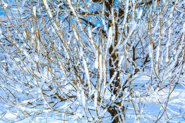Winter branches of trees in frost snow flakes