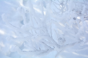 Fototapeta na wymiar Winter branches of trees in frost snow flakes