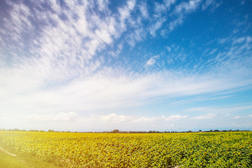 Field of sunflower background with copy space