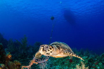 Fototapeta na wymiar on the surface of the deep blue sea is the silhouette of a scuba dive boat. Right at the bottom of the mooring line is a hawksbill turtle, a common sight on this tropical reef in the Cayman Islands