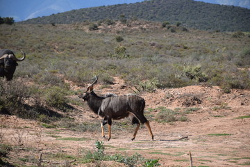 Nyala Antilope