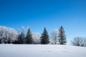 winter landscape