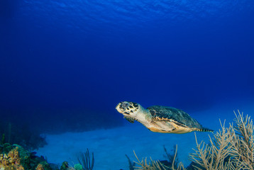 Fototapeta na wymiar A hawksbill turtle swimming in its natural habitat which is the tropical reef system in the Caribbean. The turtle exists within the ecosystem and lives off the reef