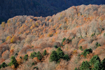 Forêt Pyrénéenne 