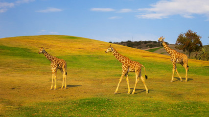 Giraffes grazing in a safari park
