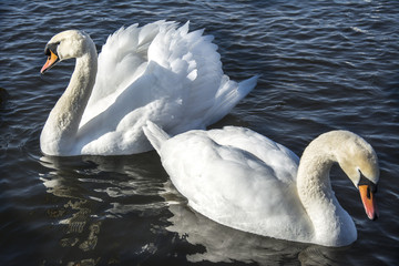 schw&auml;ne schwimmen am nymphenburgerkanal