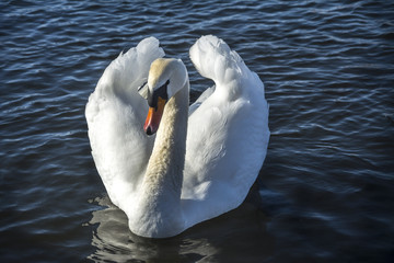Obraz premium schwan schwimmt am nymphenburgerkanal