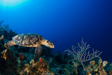 A hawksbill turtle swimming in its natural habitat which is the tropical reef system in the Caribbean. The turtle exists within the ecosystem and lives off the reef