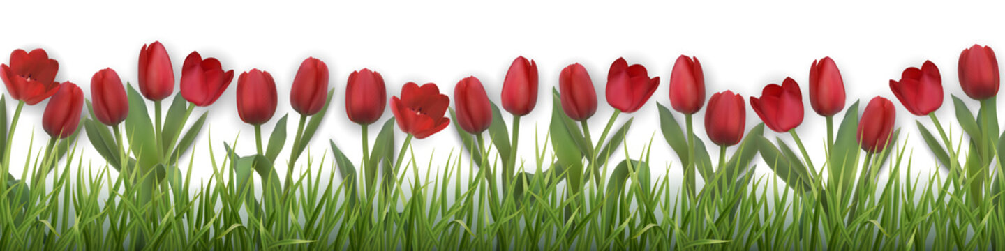Red tulips and grass. Realistic vector illustration.