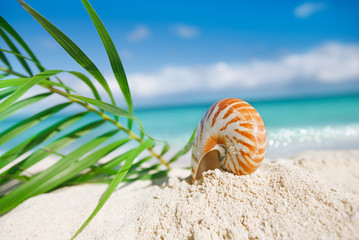 Fototapeta na wymiar nautilus sea shell on hot sand beach