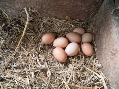 Eggs and feathers in the straw nest are in the granary of a farmhouse