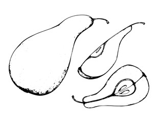 Fruit sketch black and white fruit sketch hand drawing isolated 