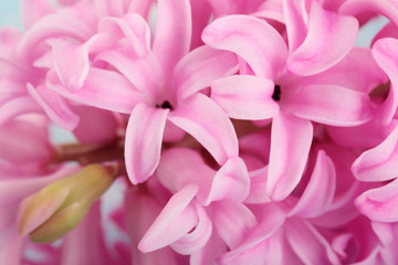 Hyacinth Pink Surprise Dutch Hyacinth . Spring flowers. The perfume of blooming hyacinths is a symbol of early spring. Closeup.Texture.Pnk flowers