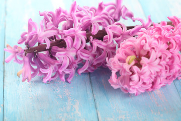 Background with fresh pink, violet hyacinths on cyan wooden planks. Selective focus. Place for text.Spring flowers.The perfume of blooming hyacinths is a symbol of early spring.