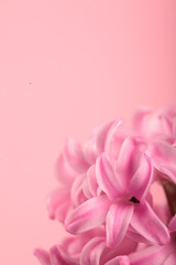 Hyacinth Pink Surprise Dutch Hyacinth . Spring flowers. The perfume of blooming hyacinths is a symbol of early spring. Closeup.Texture.On clolored pink background.Copy space.Pink flowers