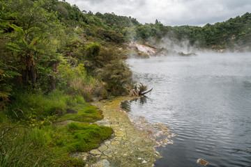 Naklejka na ściany i meble Prehistoric landscape with geothermal springs, Rotorua, New Zealand