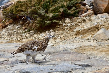 歩く姿がかわいいライチョウ