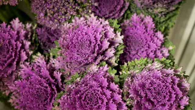 Close-up shot of flowering plants are being prepared for flower arranging in bouquets. 4K