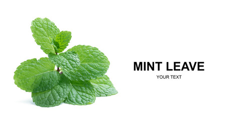 fresh raw mint leaves isolated on white