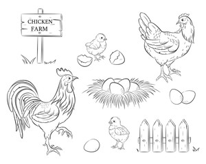 Fototapeta na wymiar Chicken, Rooster, chicken, eggs, nest