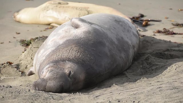 Northern Elephant Seals (Mirounga angustirostris) at Piedras Blancas. The Hearst San Simeon State Park - Elephant seal trail.