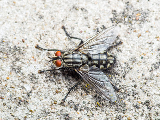 Diptera Meat Fly Insect On Rock