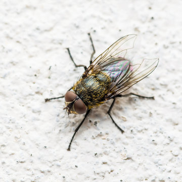 Diptera Meat Fly Insect On Wall