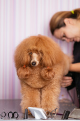 Dog grooming process. Red dwarf poodle sits on the table while being brushed and styled by a professional groomer.