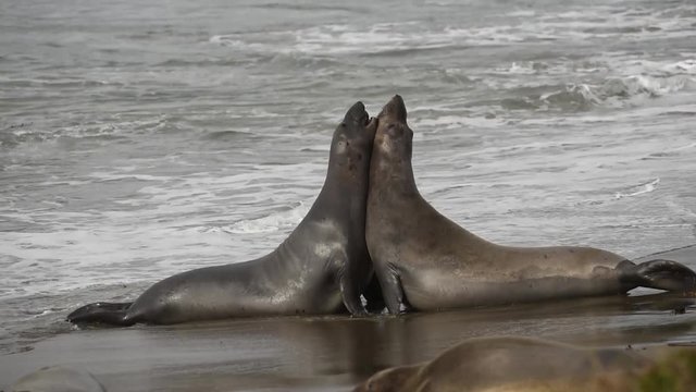 Northern Elephant Seals (Mirounga angustirostris) at Piedras Blancas. The Hearst San Simeon State Park - Elephant seal trail.