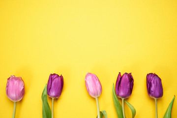 Top view of purple tulips on yellow background