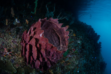 Barrel Sponge on Reef in Raja Ampat