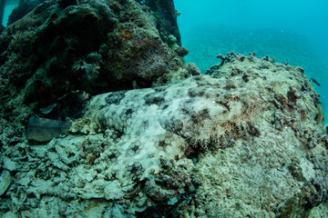 Tasseled Wobbegong in Raja Ampat