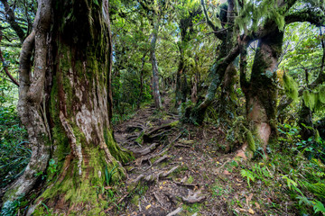 Root-covered path through mystical jungle in New Zealand