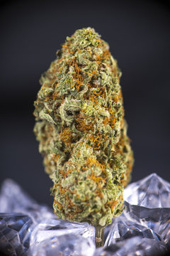 Macro detail of cannabis bud (sour tangie marijuana strain) isolated over black background