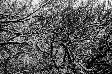 White Snow on Black Trees