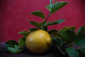 lemon, tree branch 