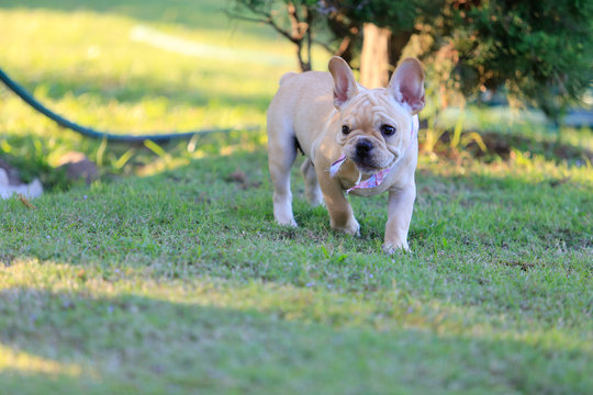 Portrait white french bulldog puppy Stand on grass