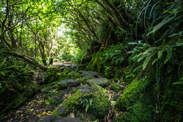 Obraz premium Moss covered path leading through Goblin Forest, New Zealand
