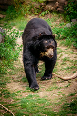 Fototapeta na wymiar Black bear in wilderness. Black Bear portrait