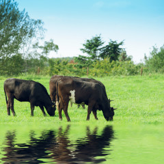 Fototapeta premium cows on meadow. Cow on a summer pasture
