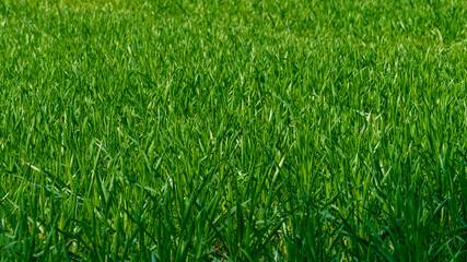 Green grass texture from a field