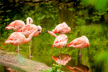 Group of  flamingo  standing in water