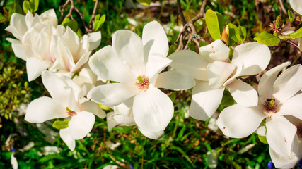Magnolia. Flowers. Blooming trees