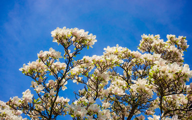 Magnolia. Flowers. Blooming trees