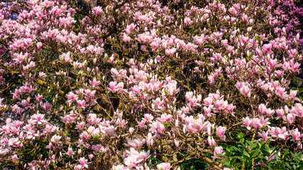 Magnolia. Flowers. Blooming trees