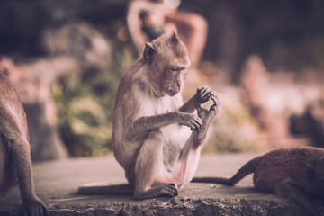 Portrait of  brown macaque monkey sitting on  road