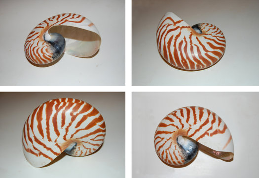 Nautilus macromphalus, shell