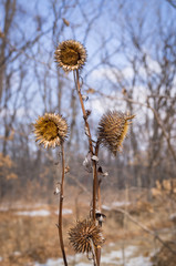Dried agrimony in a winter forest. Three