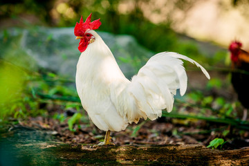beautiful  rooster. white rooster