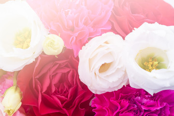 Rose colored sweet romantic love.